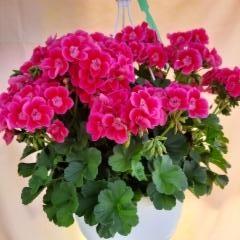 pelargonia