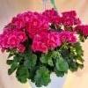 pelargonia
