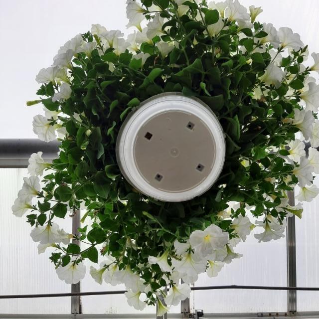 petunia-amppeli petunia-amppeli