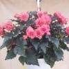 pinkki begonia
