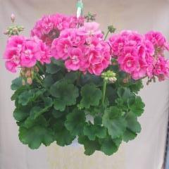 pinkki pelargonia