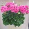 pinkki pelargonia