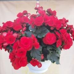 punainen begonia