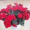 punainen begonia