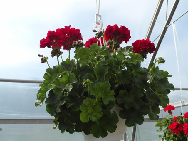 punainen Calliope-pelargonia punainen Calliope-pelargonia