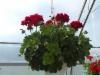 punainen Calliope-pelargonia