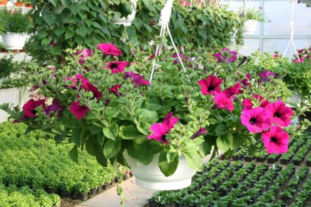purple petunia purple petunia
