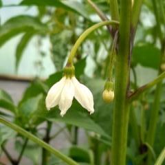 chili kukkii