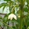 chili kukkii