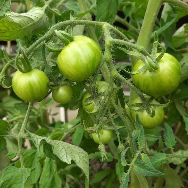 tomaatti Tanskan vienti raakileet tomaatti Tanskan vienti raakileet