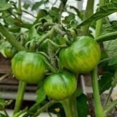 tomaatti Tigerella raakileet