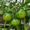 tomaatti Tigerella raakileet