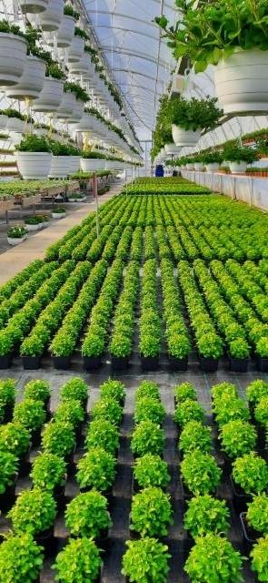 lobelia rivit lobelia rivit