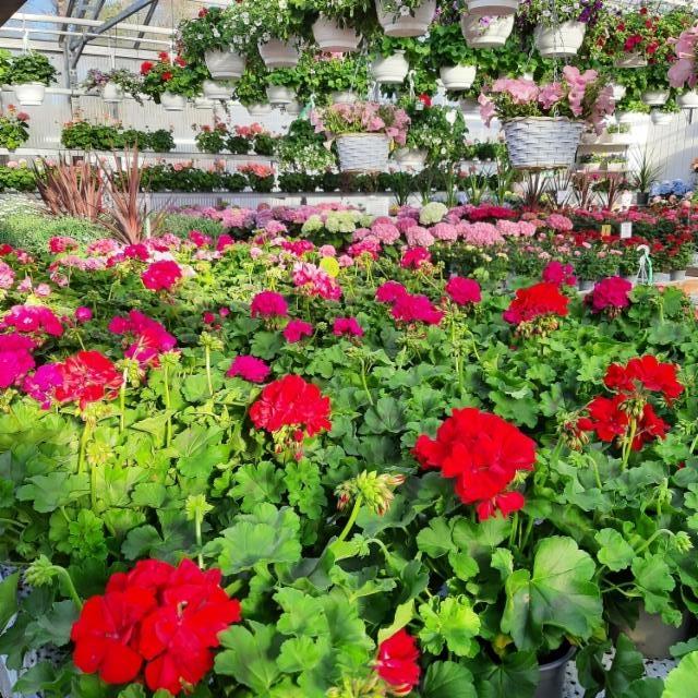 pelargoniat pelargoniat