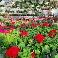 pelargoniat