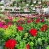 pelargoniat