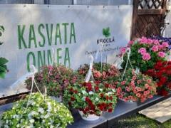 kasvata onnea ja amppeleita