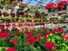 kauneutta kasvihuoneessa
