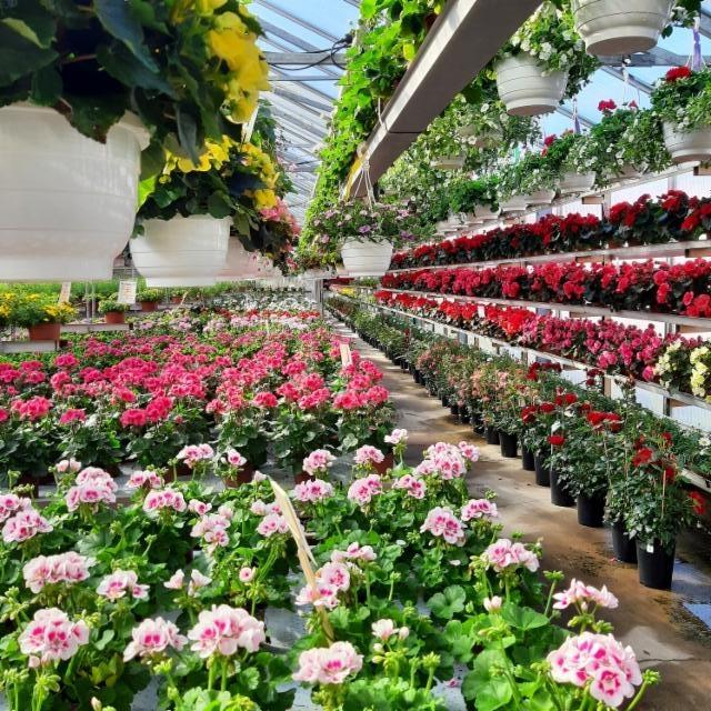 pelargoniat ja begoniat pelargoniat ja begoniat