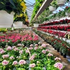 pelargoniat ja begoniat