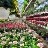 pelargoniat ja begoniat