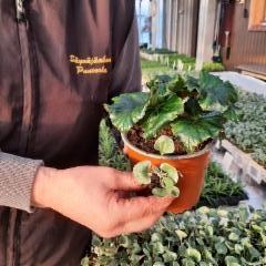 begonia ja hopeaputous taimina