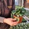 begonia ja hopeaputous taimina