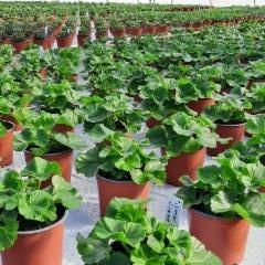pelargoniat kasvussa