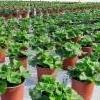 pelargoniat kasvussa
