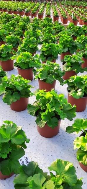 pelargoniat kasvavat pelargoniat kasvavat