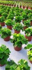 pelargoniat kasvavat