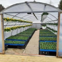 orvokkihuone huhtikuussa