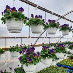 coolwave-riippuorvokkiamppelit