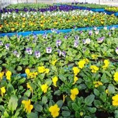 pienikukkaisia orvokkeja