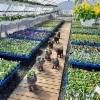 orvokkihuone valmiina myyntikauteen