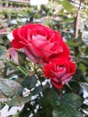 Twin Flower Circus-ruusu