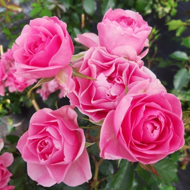pinkki äitienpäiväruusu pinkki äitienpäiväruusu