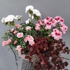 neilikka, pelargonia, Englannin-pelargonia, purppura-apila