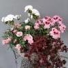neilikka, pelargonia, Englannin-pelargonia, purppura-apila