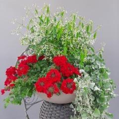 verbena, poutapilvi, hopeaputous