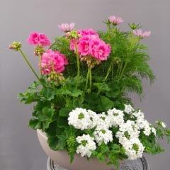 pelargonia, kosmos, verbena
