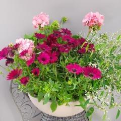 tähtisilmä, pelargonia, poutapilvi