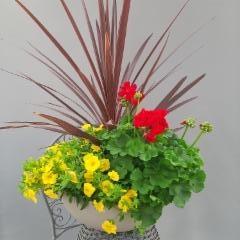 verililjapuu, japaninkello, pelargonia