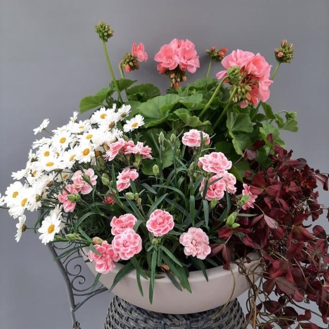 marketta, neilikka, pelargonia, purppura-apila marketta, neilikka, pelargonia, purppura-apila