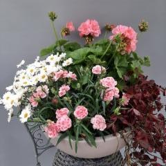 marketta, neilikka, pelargonia, purppura-apila