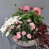 marketta, neilikka, pelargonia, purppura-apila