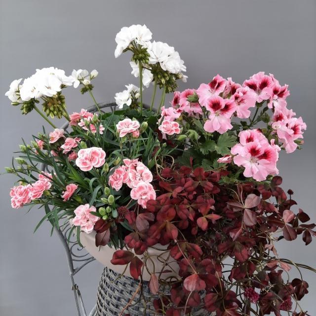 neilikka, pelargonia, Englannin-pelargonia, purppura-apila neilikka, pelargonia, Englannin-pelargonia, purppura-apila