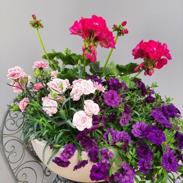 neilikka, pelargonia, japaninkello neilikka, pelargonia, japaninkello