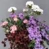 neilikka, purppura-apila, pelargonia, verbena