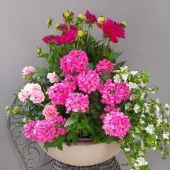 neilikka, verbena, daalia, lumihiutale